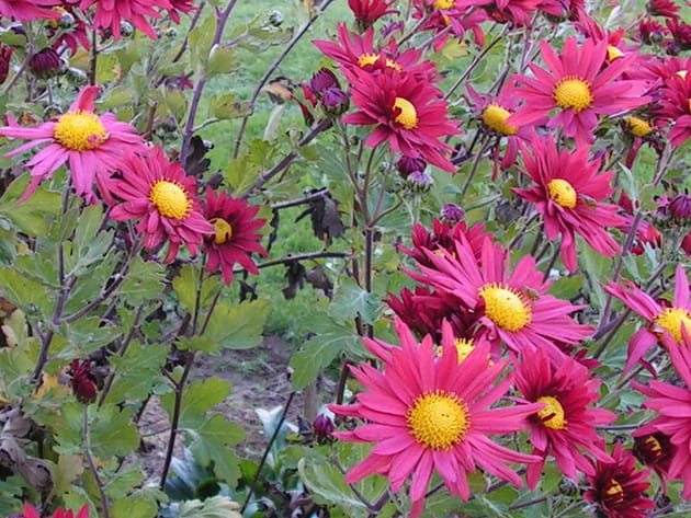 Marguerites fuchsia