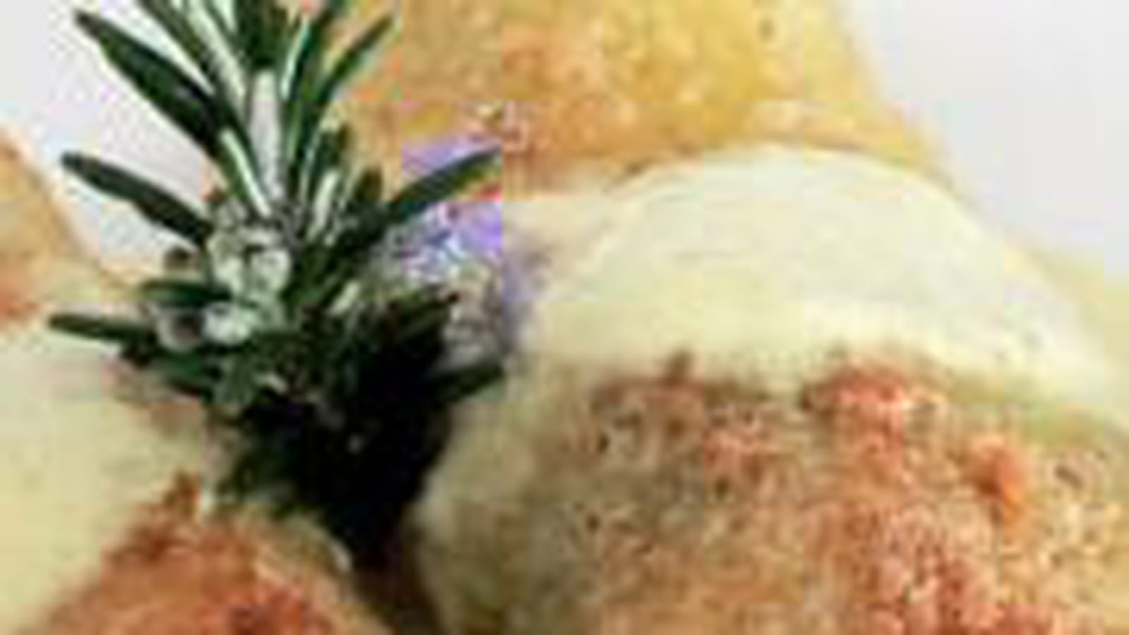 Cannelloni au saumon, sauce au curry