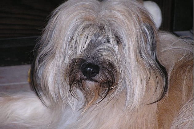 Sofia, mi-chatte mi-chienne