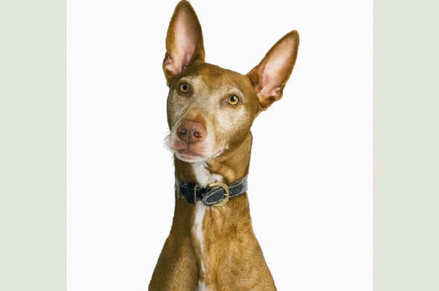 L'aristocrate l&eacute;vrier du Pharaon