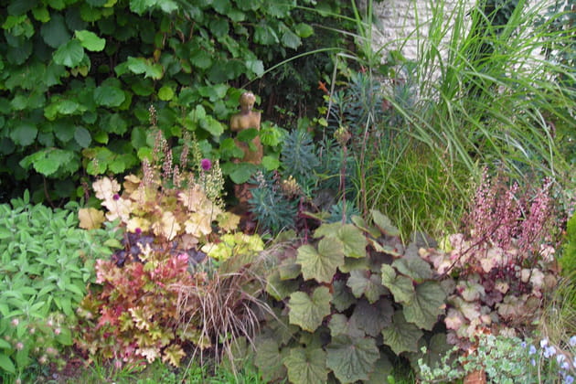 Heuchères en tout genre