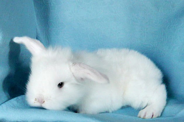 Mamzelle, une lapine aux yeux bleus