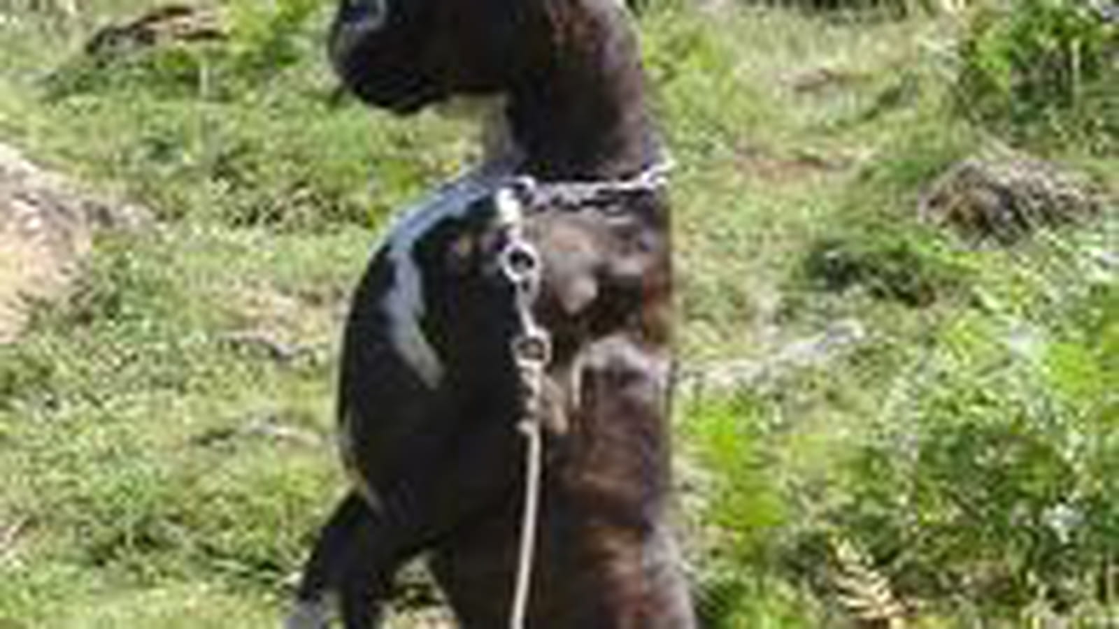 Boxer danseur