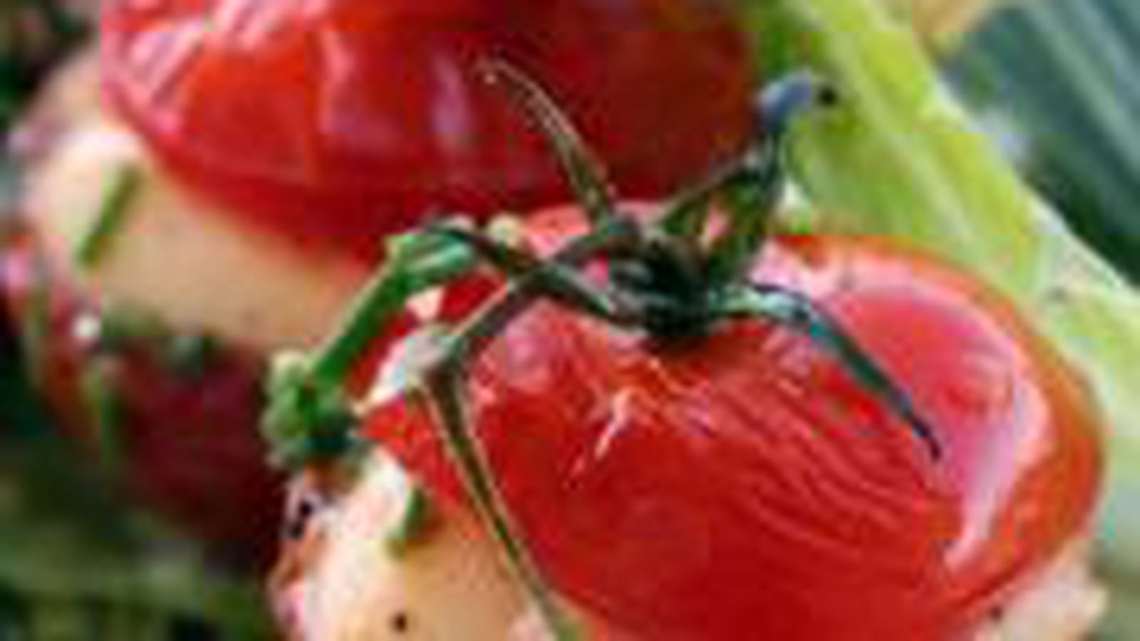 Farcis de tomates grappes à la mozzarella