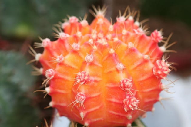 Qui s'y frotte s'y pique