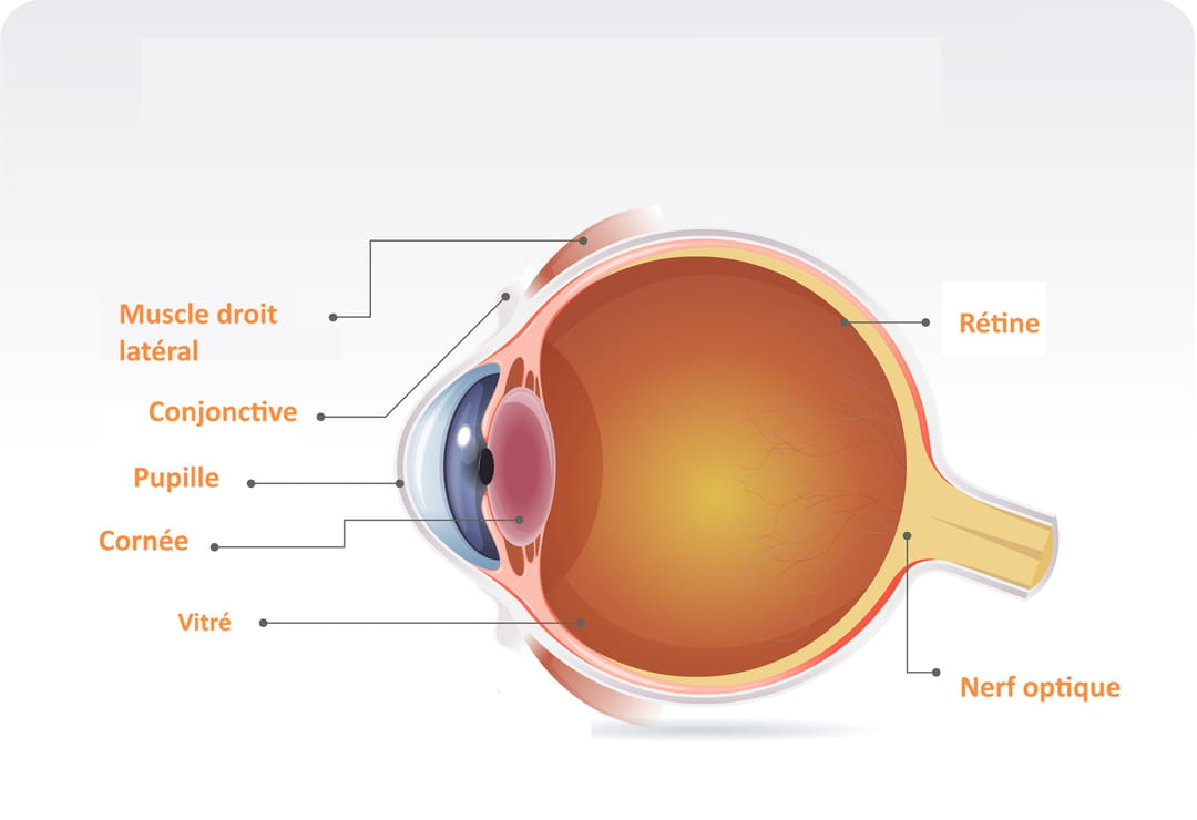 R tine C est Quoi O Dans L oeil