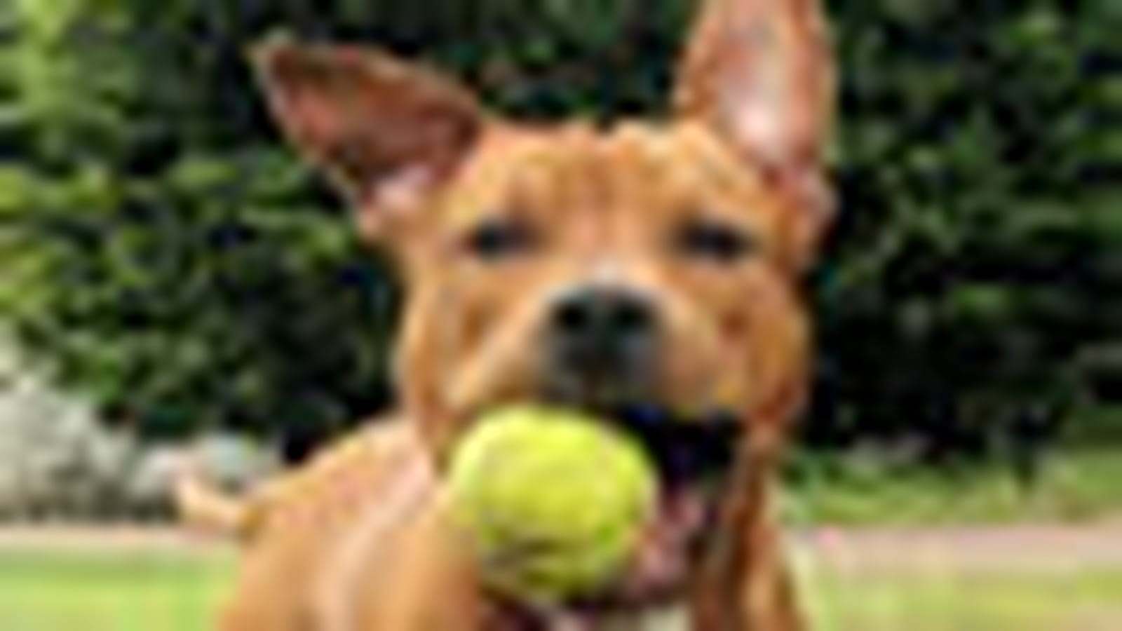 Amstaff