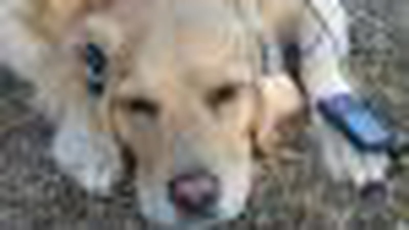 Chien mélomane