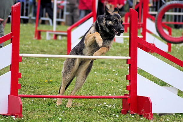 Au concours d'agility