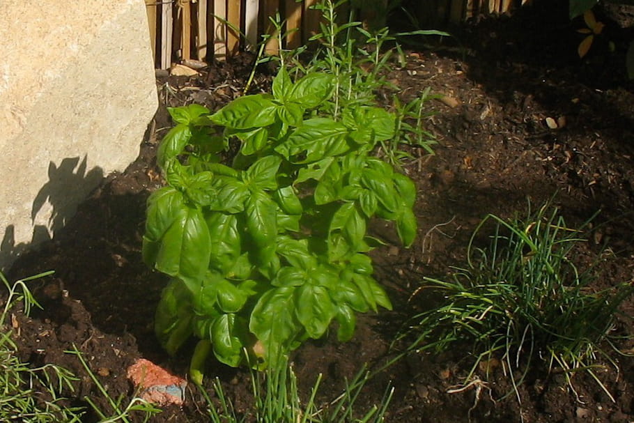 Basilic