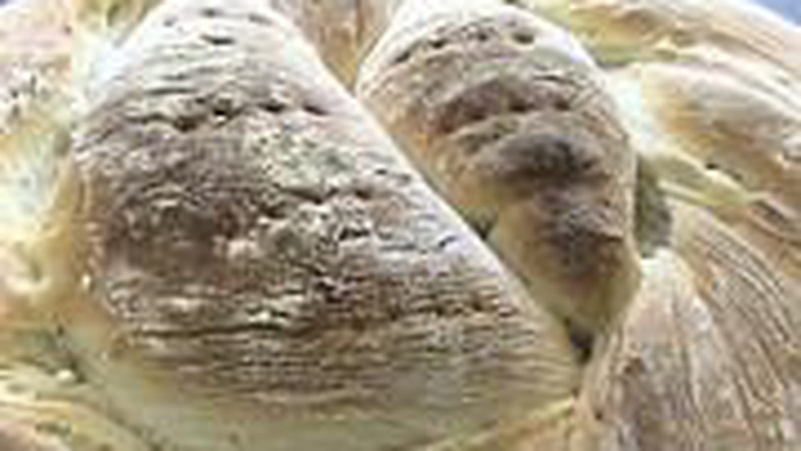 Pain aux oignons