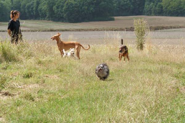 hotel-5-etoiles-chien