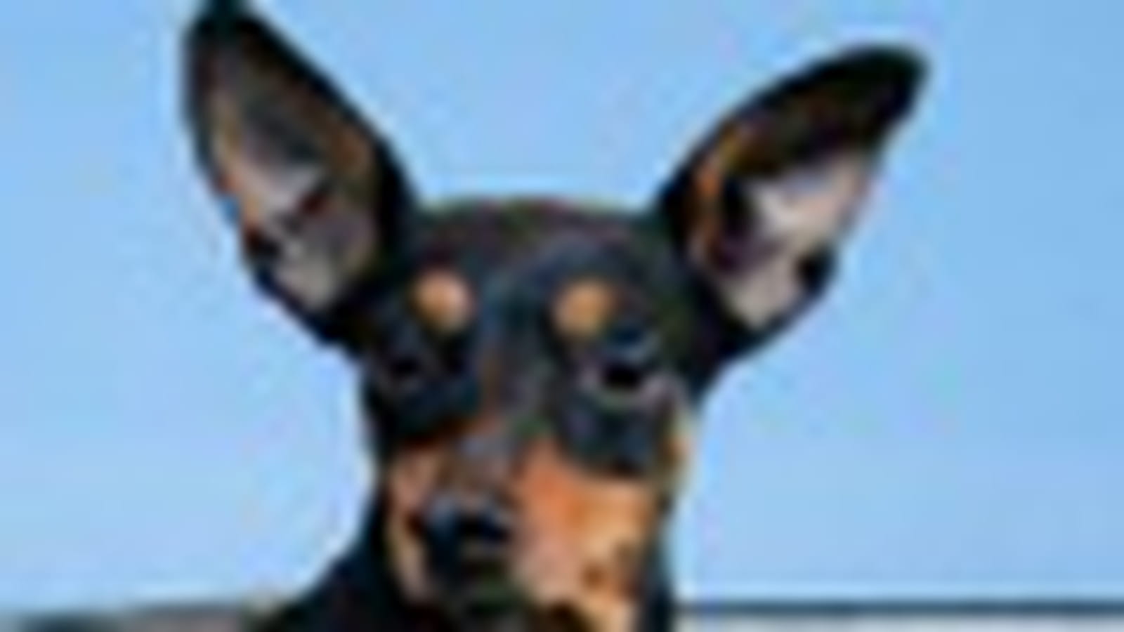Allure de dogue