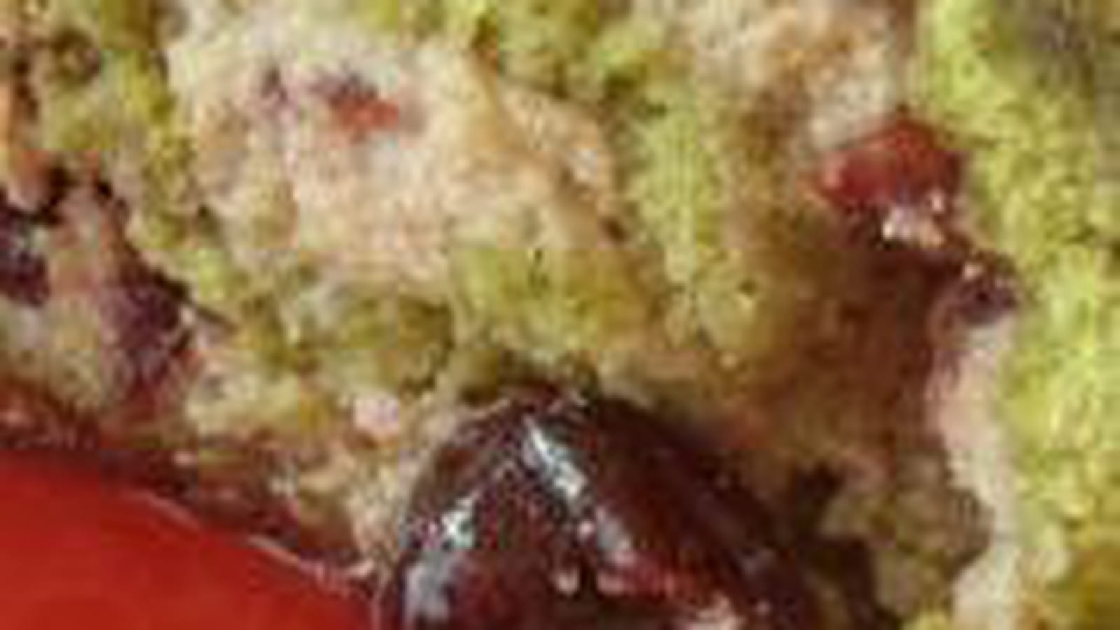 Bûche au matcha, marrons et cerises amarena