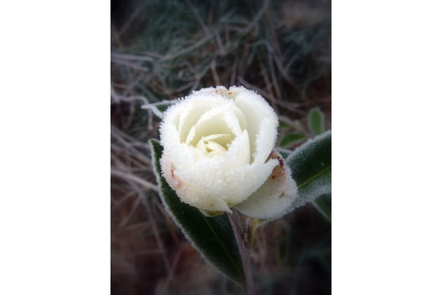 Bouton de cam&eacute;lia givr&eacute;