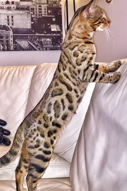 Florent Manaudou et Shimba