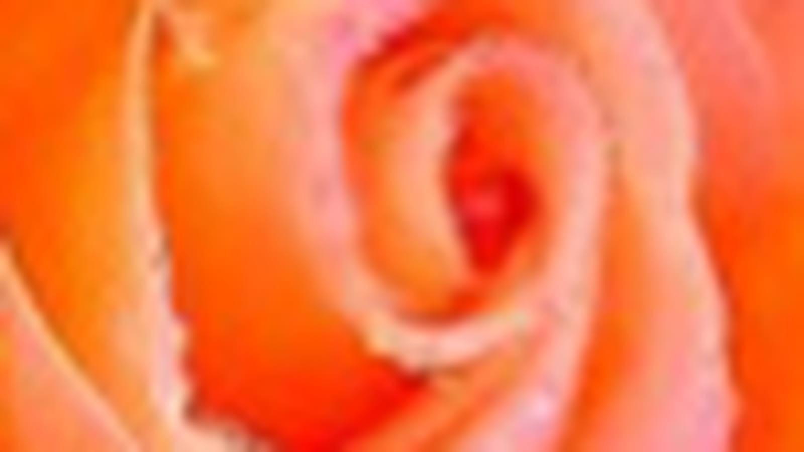 Rose Rochemenier