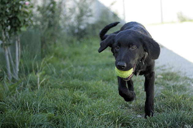 Les pensionnaires du refuge de Montgeron