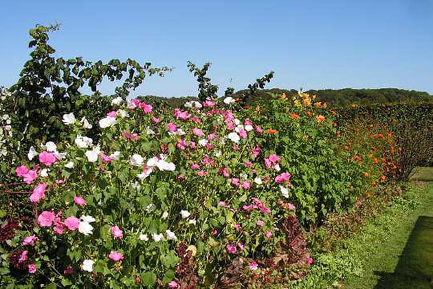 Des fleurs à perte de vue