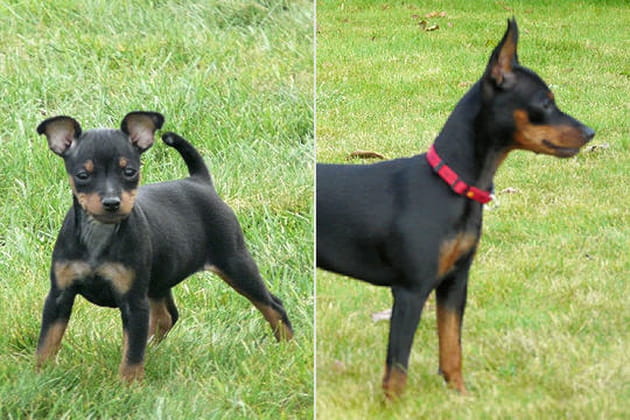 Le pinscher nain