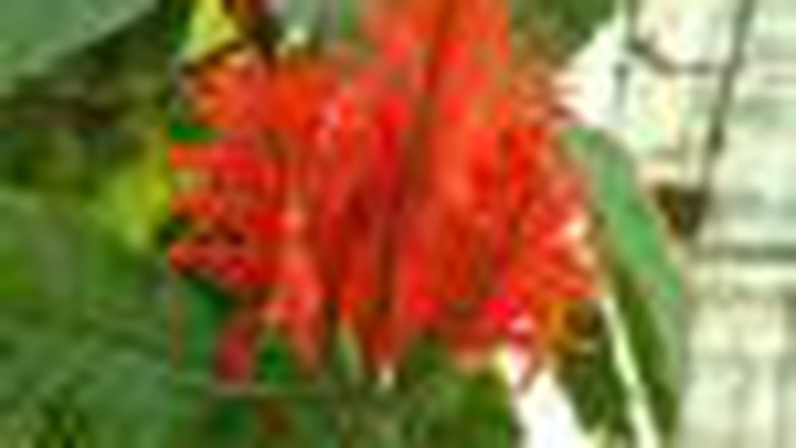Aphelandra tetragona