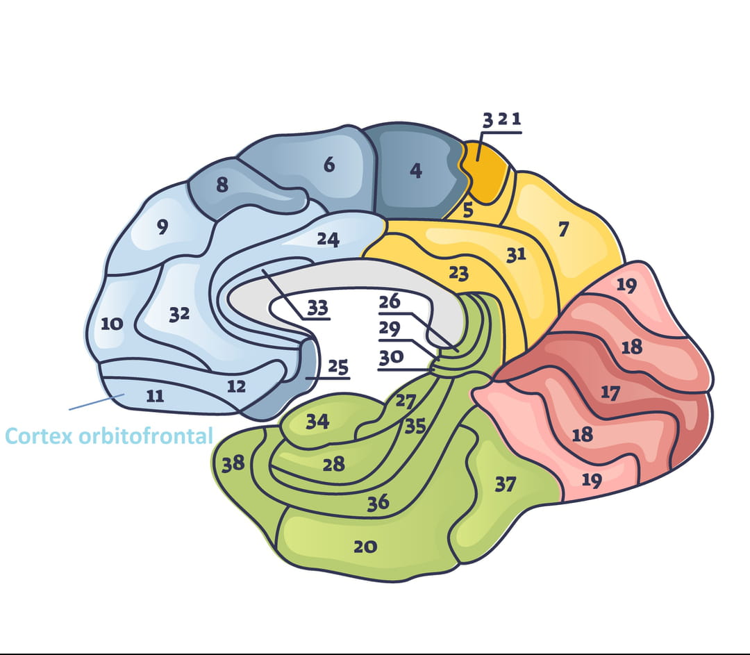 Cortex Orbitofrontal D finition R le Fonction Sch ma