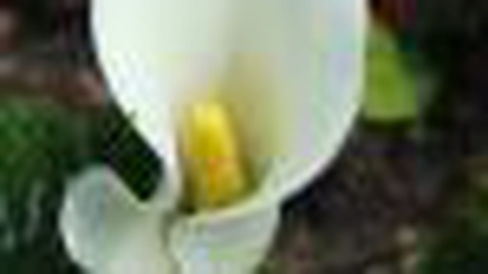 Arum