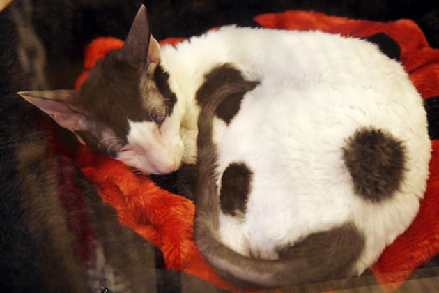 Quand le chat dort...