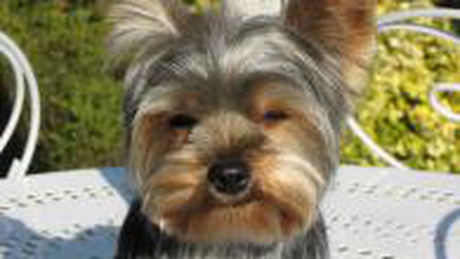 Ma petite Chipie