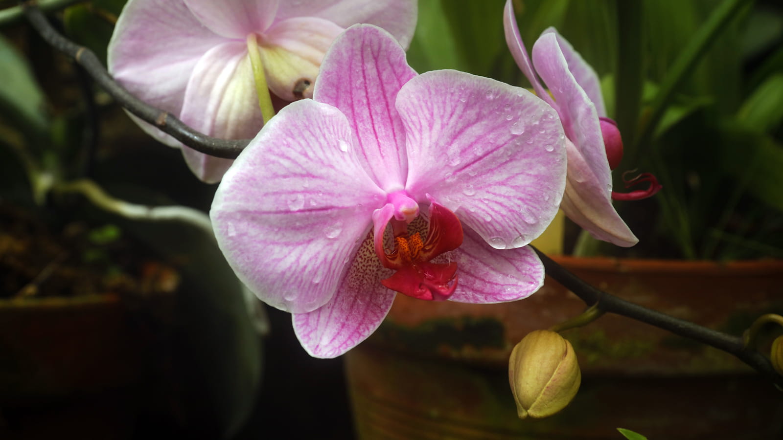 Orchidées vanille