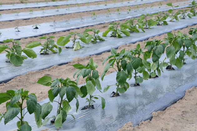 Pas de surproduction au Jardin du Chef