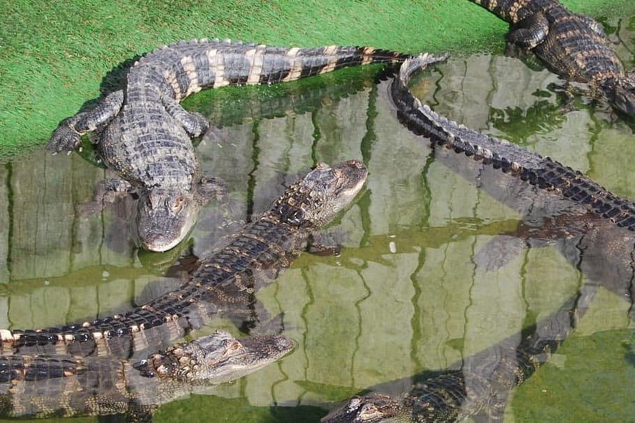 Parc animalier Le PAL : toutes les infos