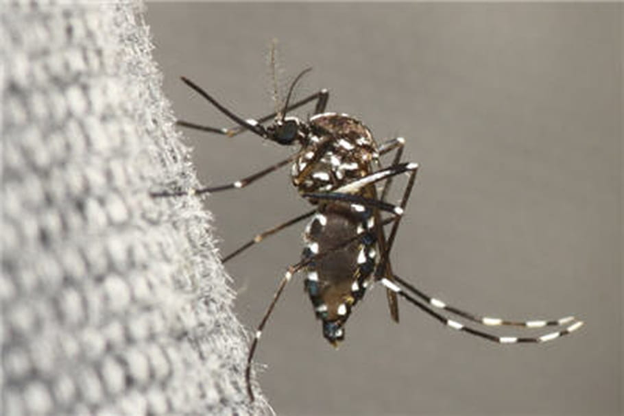 Transmission "autochtone" de chikungunya à Montpellier