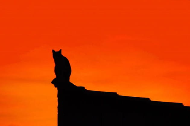 Chat perché au soleil couchant