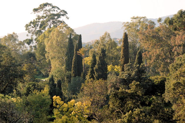 For&ecirc;t d'exotisme