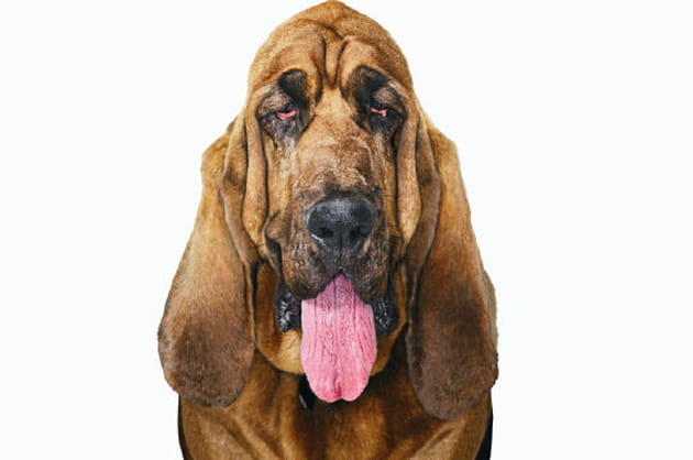 L'air triste du saint-hubert