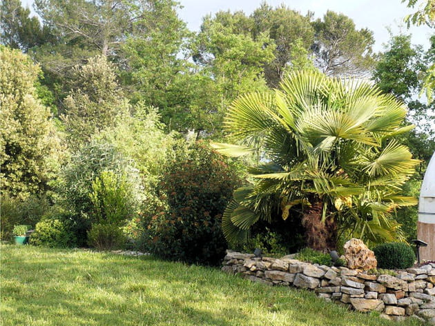 Palmier et pierres naturelles