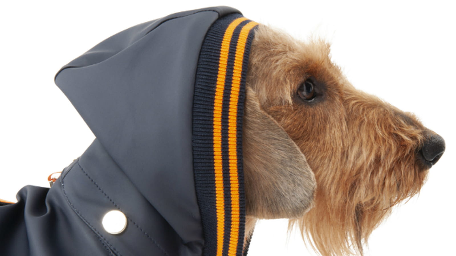 The Mark Hotel X Poldo Dog Couture
