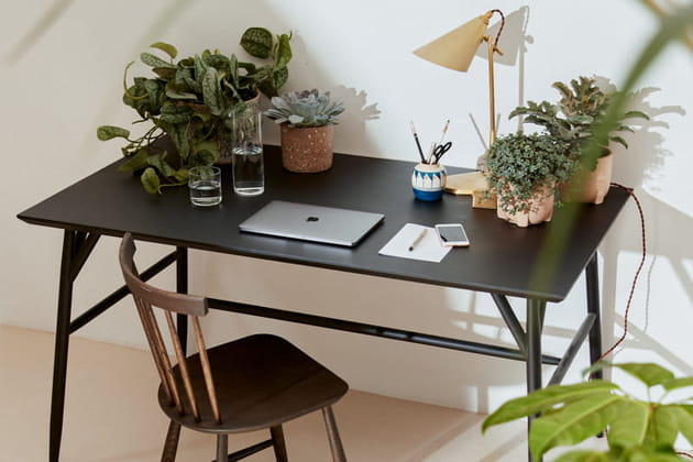 Ces 10&nbsp;plantes &agrave; poser sur votre bureau vont vous aider &agrave; mieux travailler