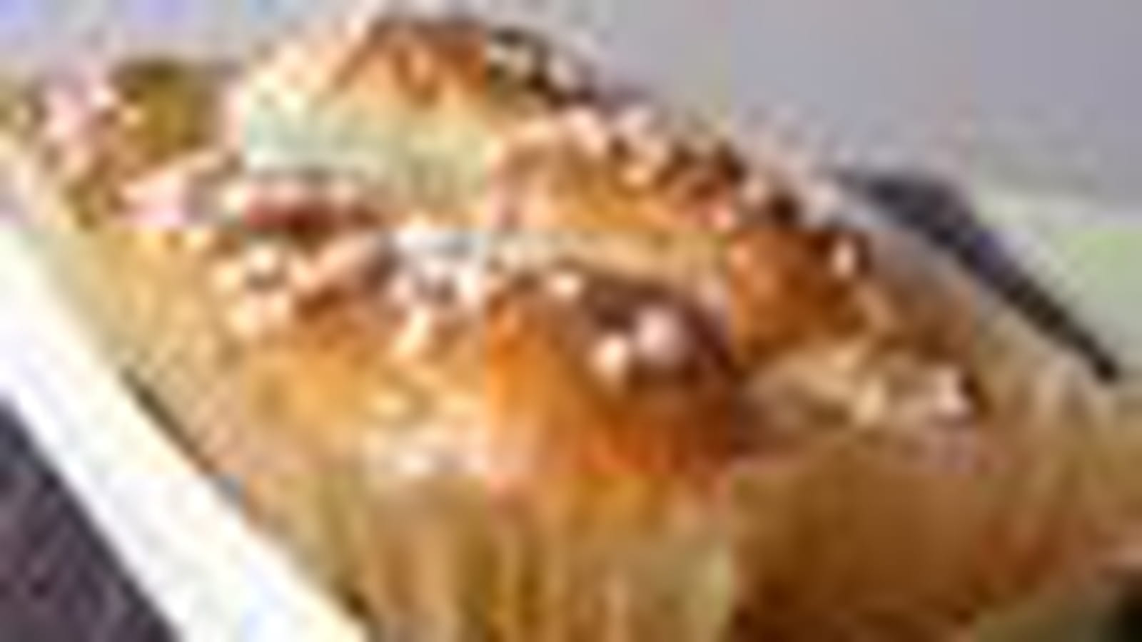 Brioche tressée