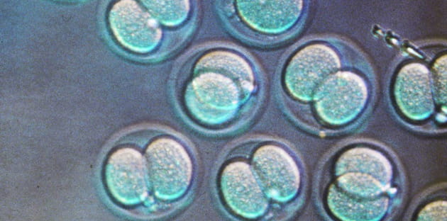 ovule durand florence sipa