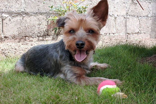 Scott n'a pas sa langue dans sa poche