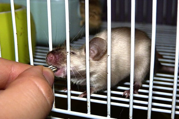 Une souris très gourmande