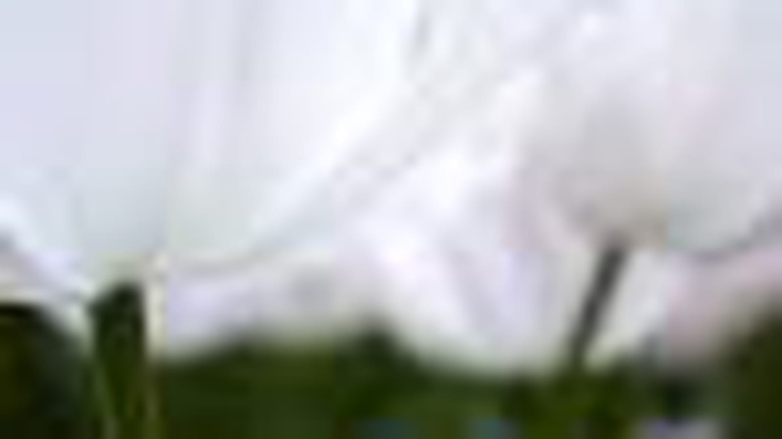 Tulipe Youkihi