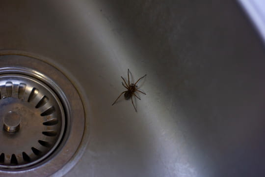 C'est la plante la plus efficace pour repousser les araign&eacute;es de chez soi cet automne