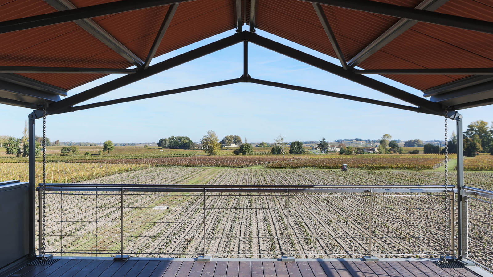 Renouvellement des pieds de vigne
