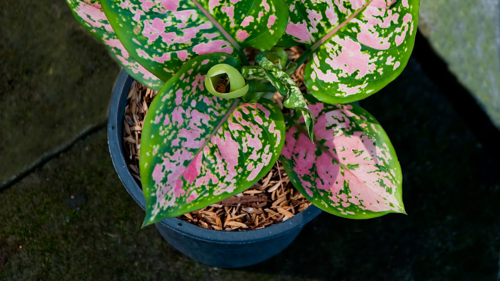 Caladium