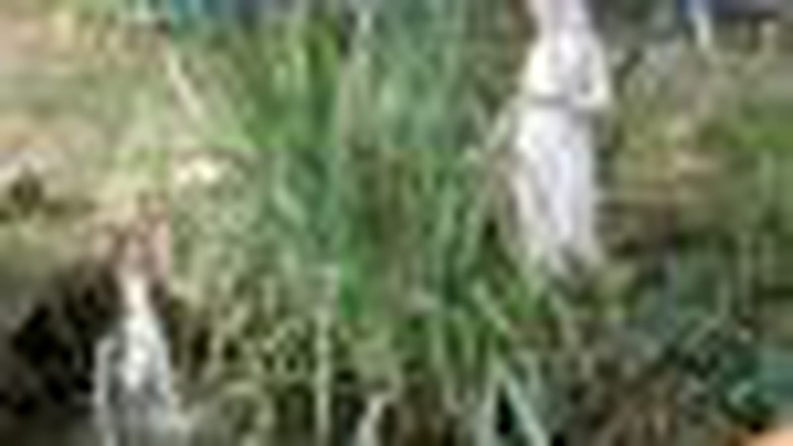 Bassin
