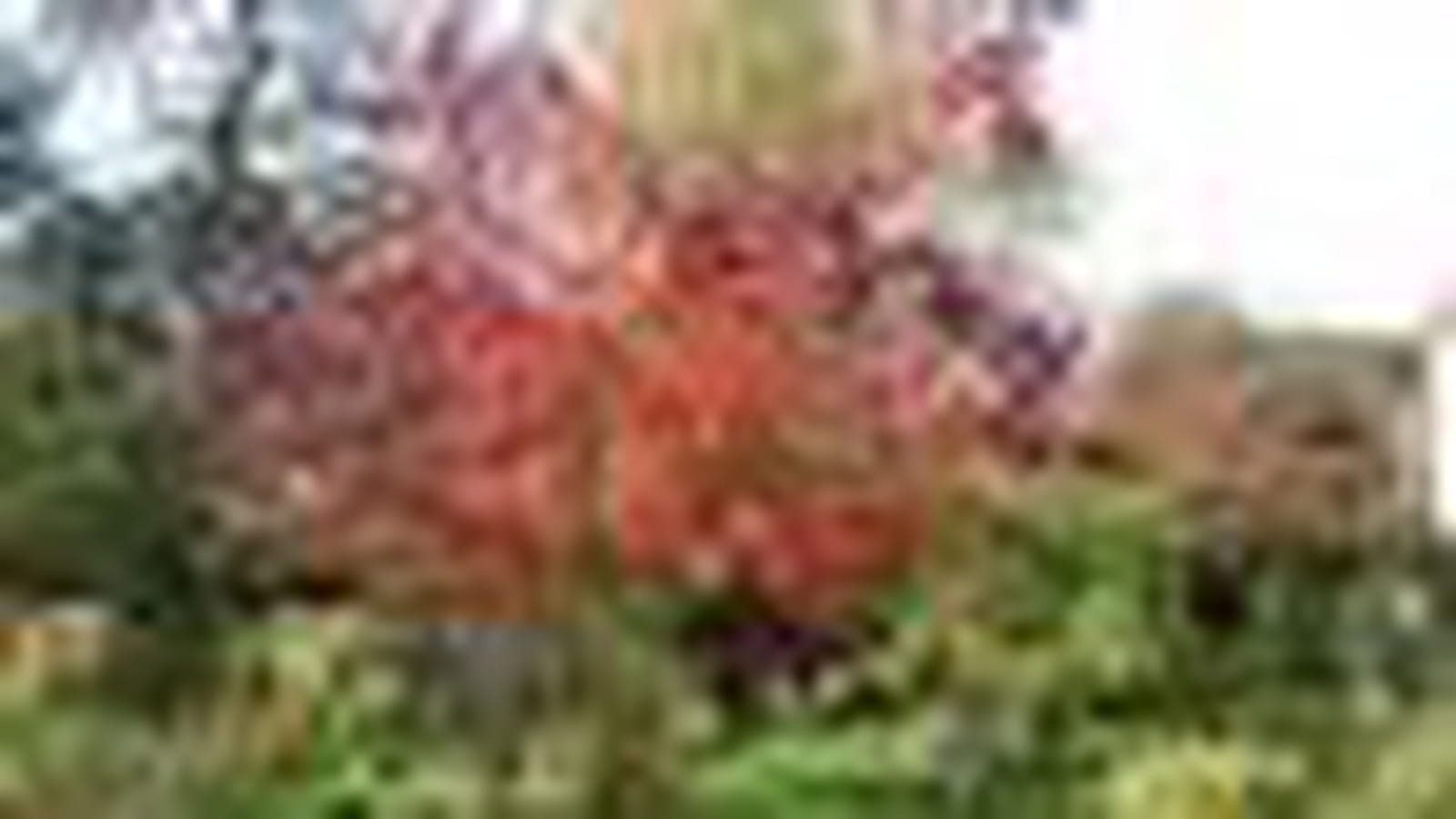 Cotinus Grace