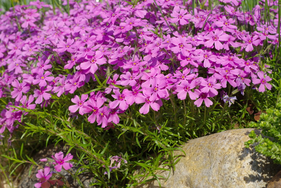 Phlox